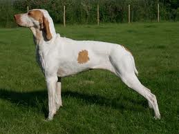 Braque de l´Ariège